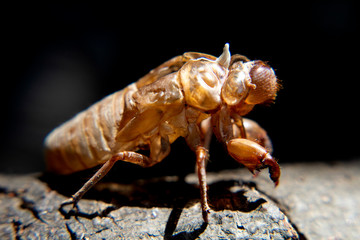 macro cicada molting insect stciic on tree