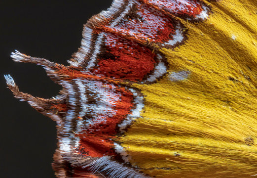 Tiny scales on butterfly'a wing (Heliophorus ila chinensis)