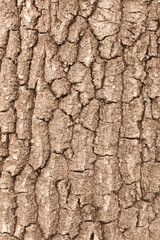 Tree bark backgroung. Vertical.
