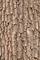 Vertical tree bark background