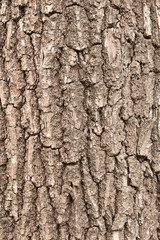 Vertical tree bark background