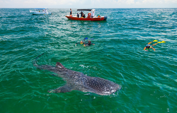 TIBURON BALLENA - WHALE SHARK (Rhincodon typus), Isla de Holbox,  Estado de Quntana Roo, Pen&iacute;nsula de Yucat&aacute;n, M&eacute;xico