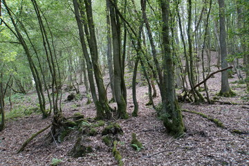 Wald um Niederwambach