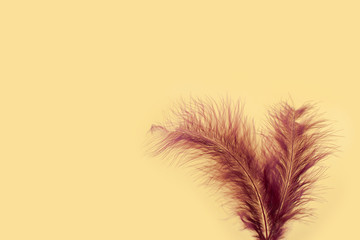 pink feathers on a yellow background