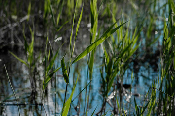 the grass in the water, the shore of the lake, finely