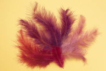 pink feathers on a yellow background