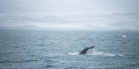 Fototapeta premium Humpback whale submerge in the sea