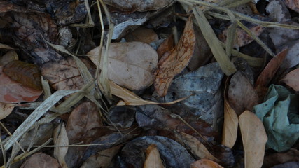 Fallen leaves