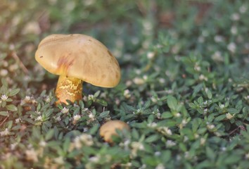 One yellow mushroom, small white grass, boletus mushrooms on wood floor, autumn mushrooms on wood floor, organic mushroom food, delicious, morning sunlight, background