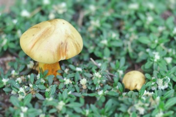 Two yellow mushrooms on a small white grass, boletus mushrooms on a wooden floor, autumn mushrooms on a wooden floor, organic mushroom food, delicious, morning sunlight, background