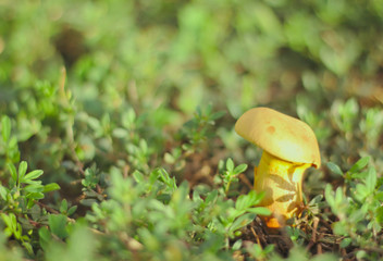 Yellow Hat Mushroom on small white grass, boletus mushroom on wood floor, autumn mushroom on wood floor, organic mushroom food, delicious, morning sunlight, background