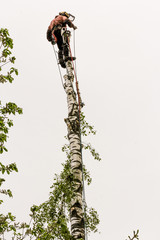 Descending branches along the trunk.