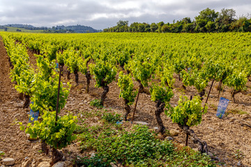 Fototapeta na wymiar Vineyards near Carcassonne (Aude Languedoc-Roussillon France) at summer