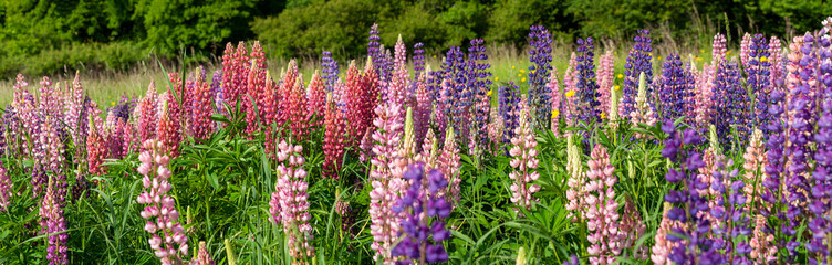Obraz premium Lupin field hit full bloom in summer season