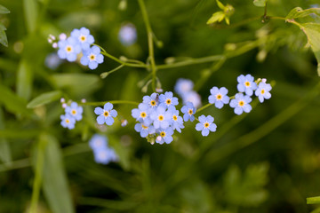 Forget-me-not blue flowers on green blur background.