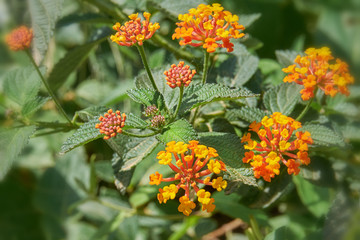 Blühendes Wandelröschen