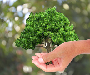 A tree in the hand  growing seedlings. Bokeh green Background a man hand holding tree on nature field grass Forest conservation concept