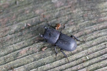 Balkenschröter (dorcus parallelipipedus)
