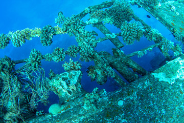 Underwater photography of  coral on sunken ship wreck.  
