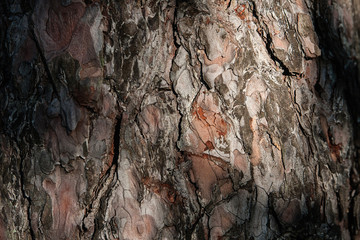 background texture tree bark, summer, Sunny day, macro, tree bark nearby