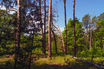 Sunny, warm morning in the forest