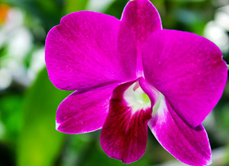 Pink Orchid flower in the garden, Phalaenopsis or Moth dendrobium Orchid flower. Cooktown Orchid