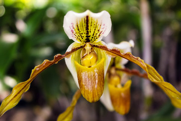 Beautiful flower paphiopedilum orchid. Orchid Paphiopedilum flowers bloom on blurred background closeup.