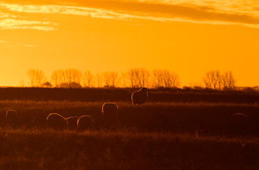Fototapeta na wymiar Sheep in rural sunset landscape,Patagonia,Argentina