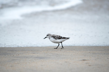 Sanderling