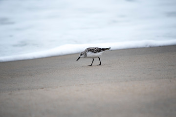 Sanderling
