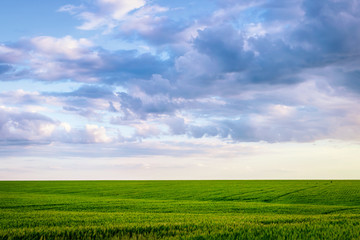 Beautiful cloudy sky over a wheat field with traces of a tractor