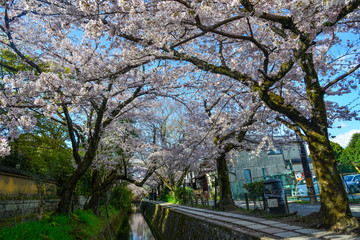 Cherry blossom (sakura) in Kyoto, Japan