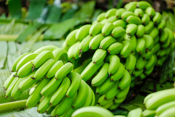 indian banana field