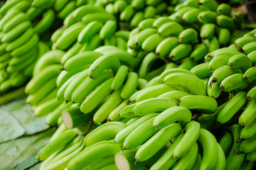 indian banana field