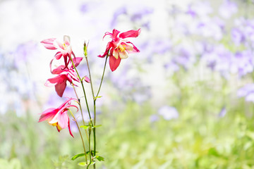 Pink columbine flowers with soft focus purple and green background