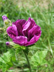 flower in the garden