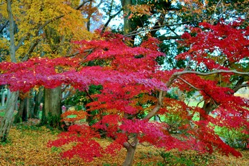 風景　秋　紅葉　公園　茨城