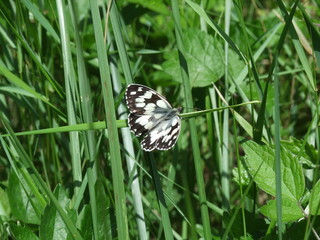 butterfly on grass
