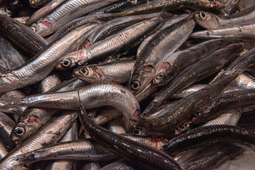 freshly caught sardines