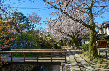 Cherry blossom (sakura) in Kyoto, Japan