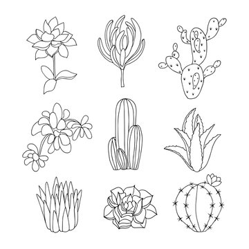 Outline set of cactus icons on white background. Flat isolated hand drawn vector illustration.