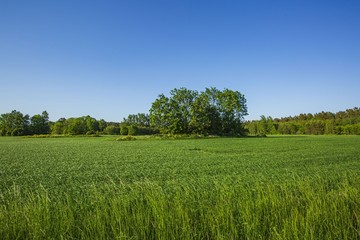 Obraz premium Piękny widok na krajobraz z zielonymi polami, zielonymi drzewami leśnymi i błękitnym niebem. Wspaniałe tła.