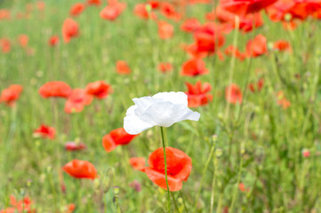 white poppy flower on red poppies background