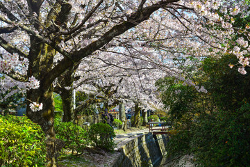 Cherry blossom (sakura) in Kyoto, Japan