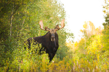 Moose in early fall 