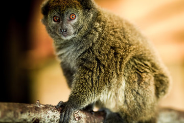Obraz premium monkey