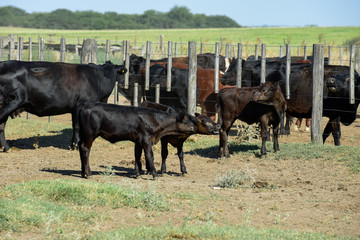 Steers and heifers raised with natural grass, Argentine meat production