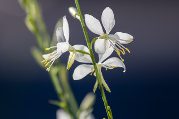 Obraz premium Schöne weiße Blüten mit gelben Stempeln wiegen sich sanft im Wind an einem sonnigen Sommermorgen
