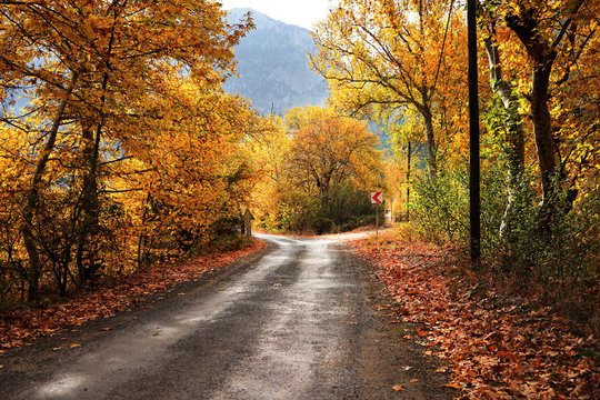 Landscape image of dirt forked country road with colorful autumn leaves and trees in forest of Mersin, Turkey