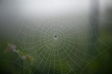 close-up of a spider's web © Guillermo